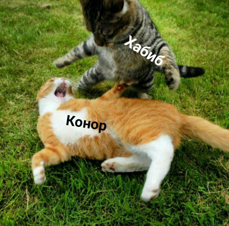 Рыжий кот дерется