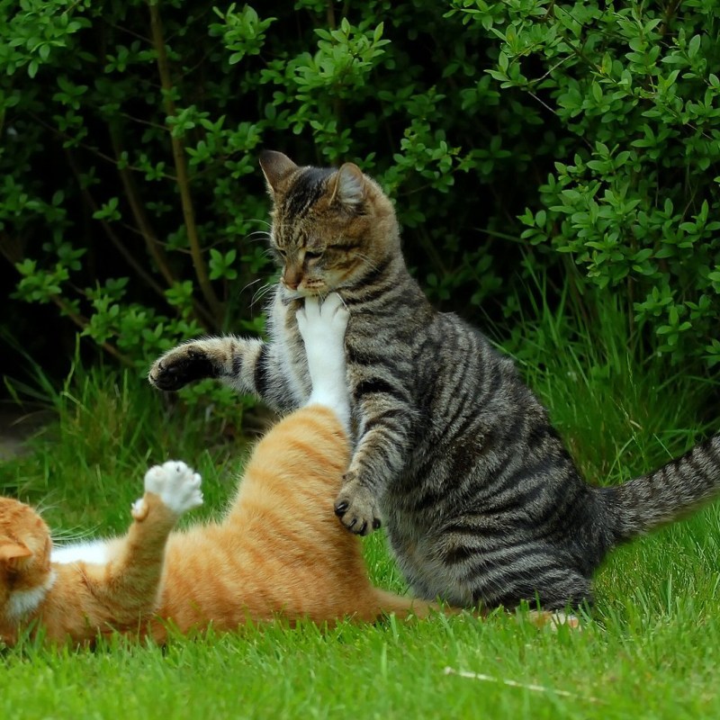 Котята играются
