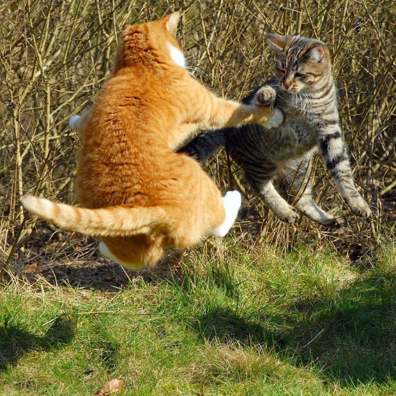 Кот драчун