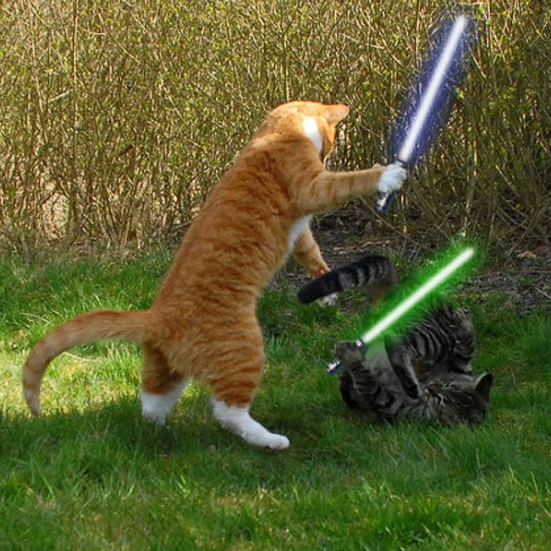 Коты дерутся