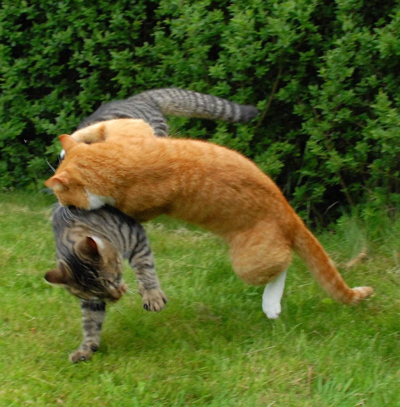 Коты драчуны
