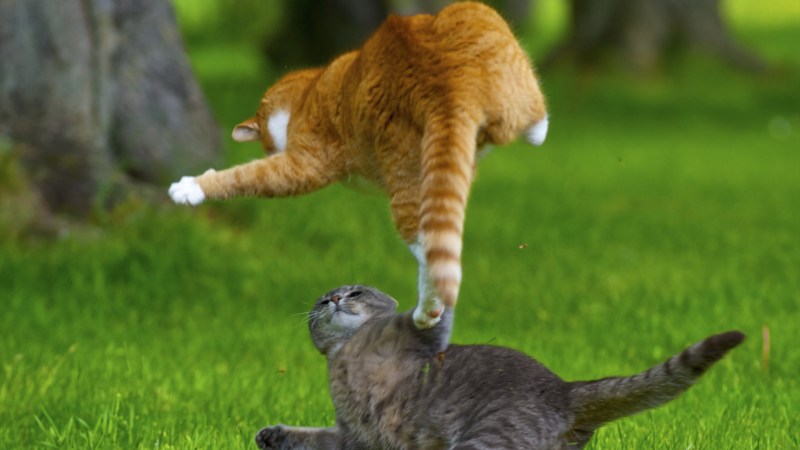 Забавные коты