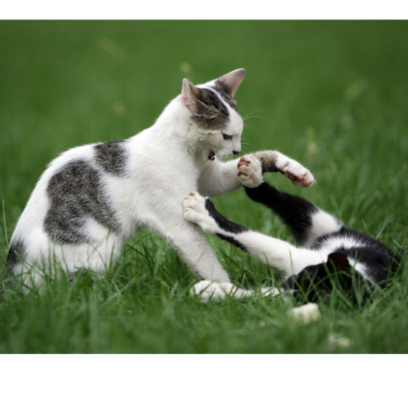 Коты дерутся