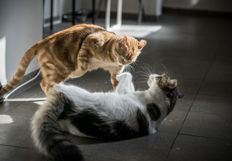 Коты дерутся