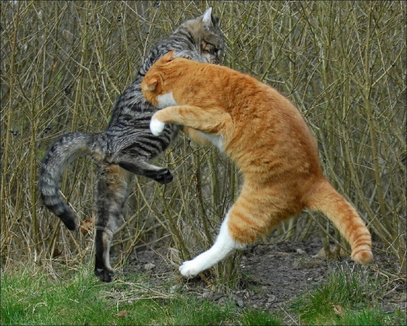 Коты дерутся