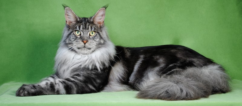 Кот Мейн кун