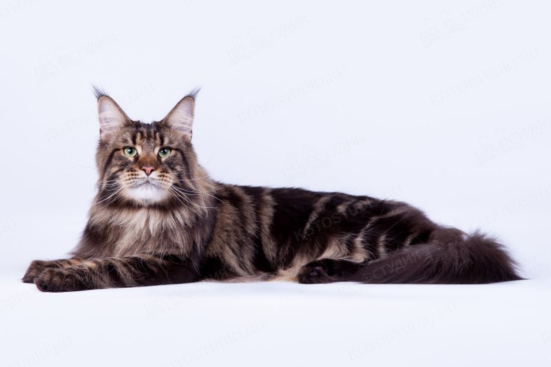 Котята породы Мейн кун