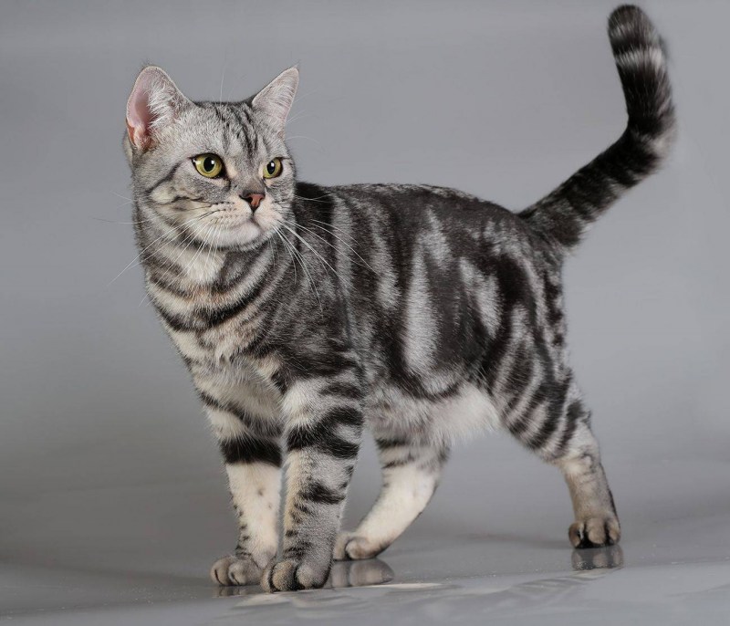 Американская короткошерстная кошка котята