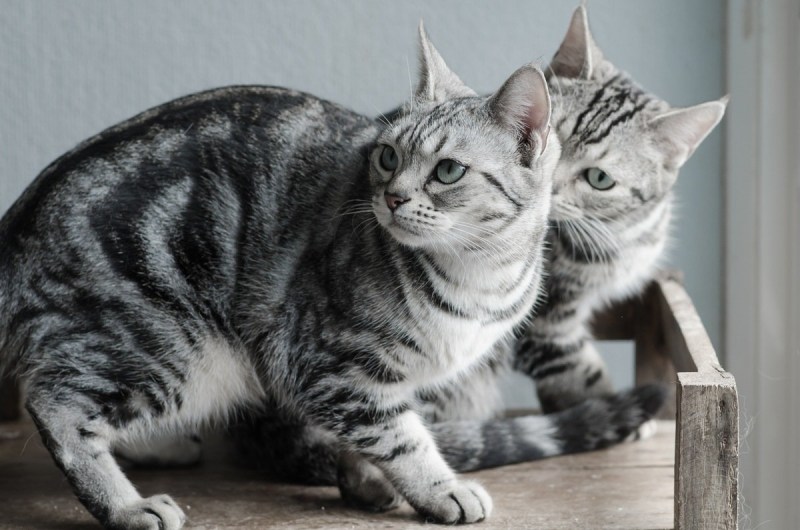 Американская короткошерстная кошка