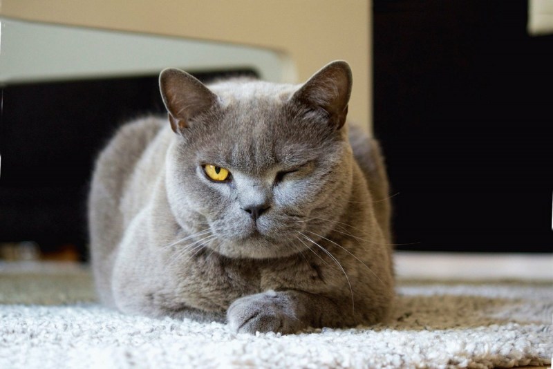 Кот породы британец