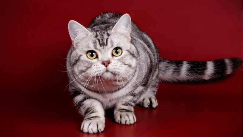 Американская короткошерстная кошка котята