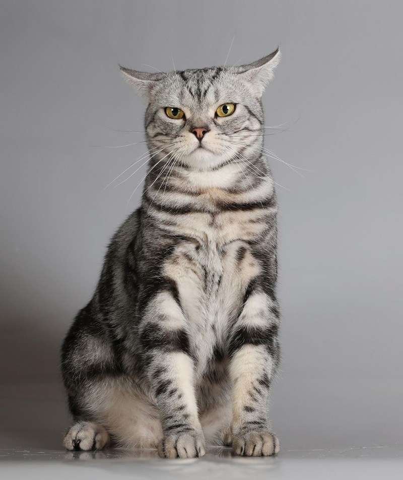 Американская короткошерстная кошка котята
