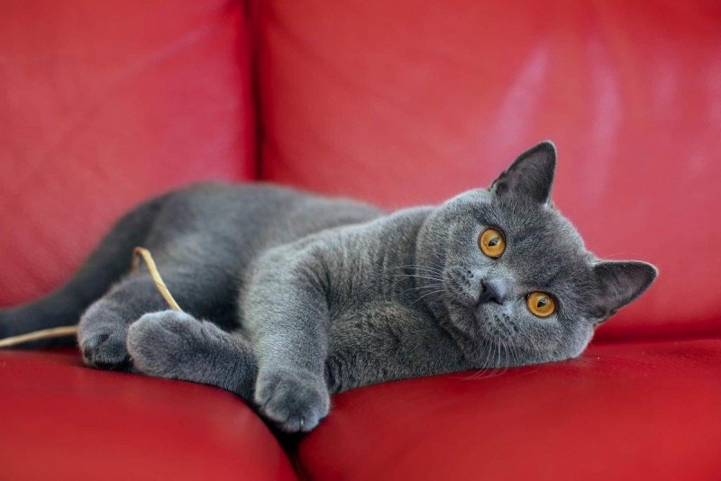Европейская короткошерстная кошка