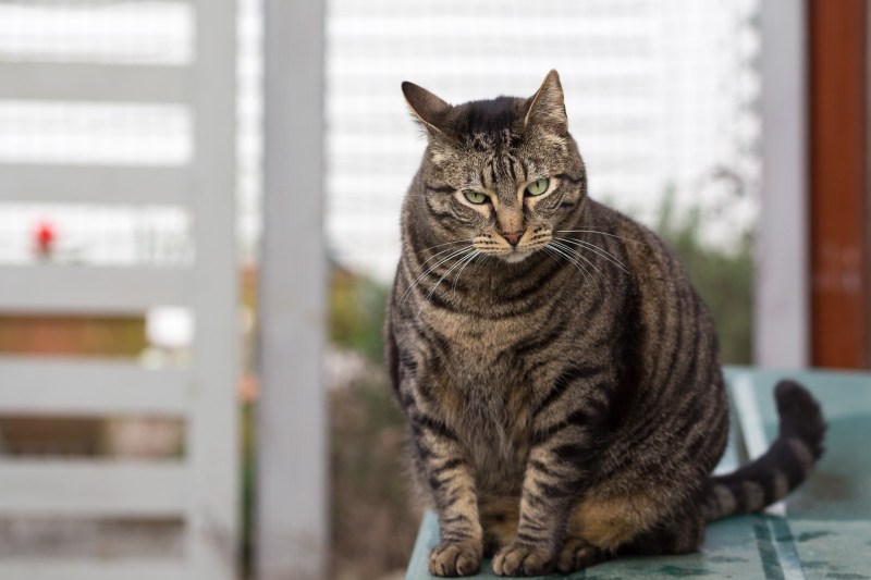 Шартрез или Корат