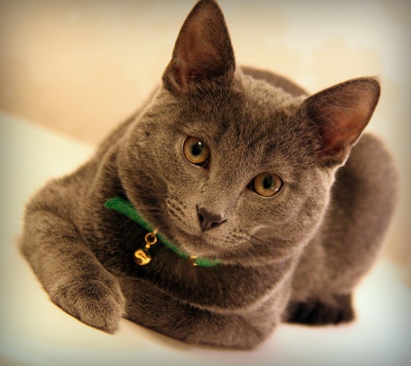 Коты американские короткошерстные
