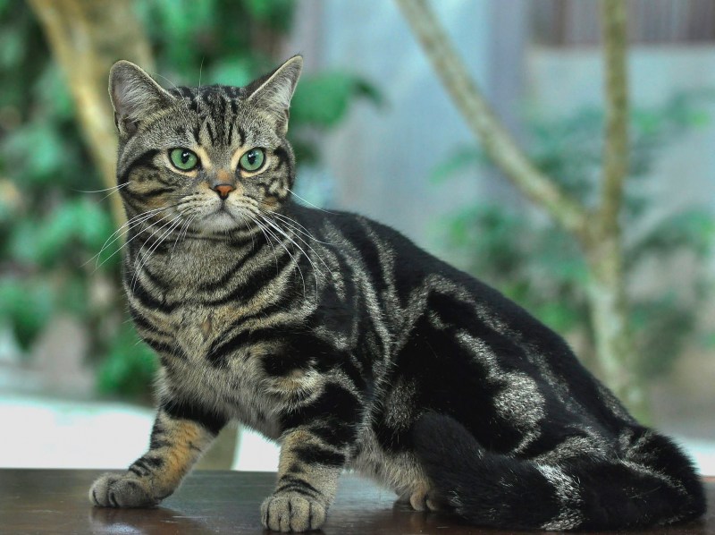 Европейская короткошерстная кошка