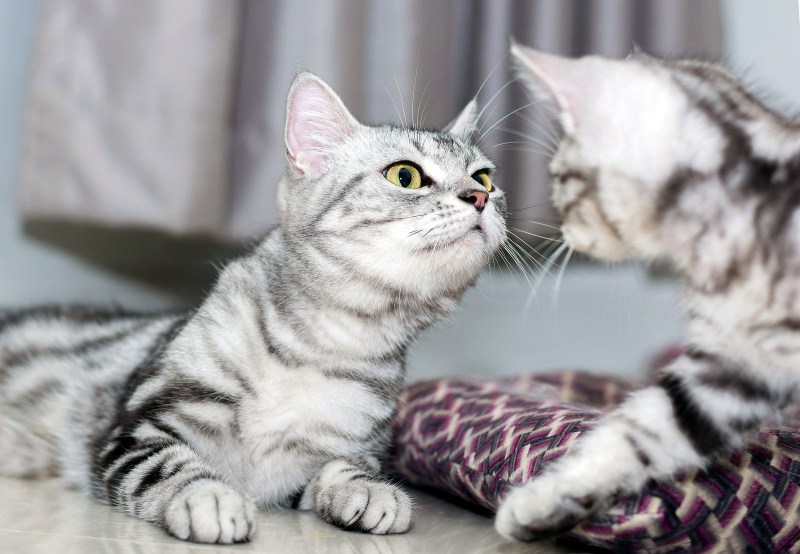 Американская короткошерстная кошка котята