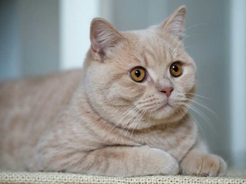 Британец кошка