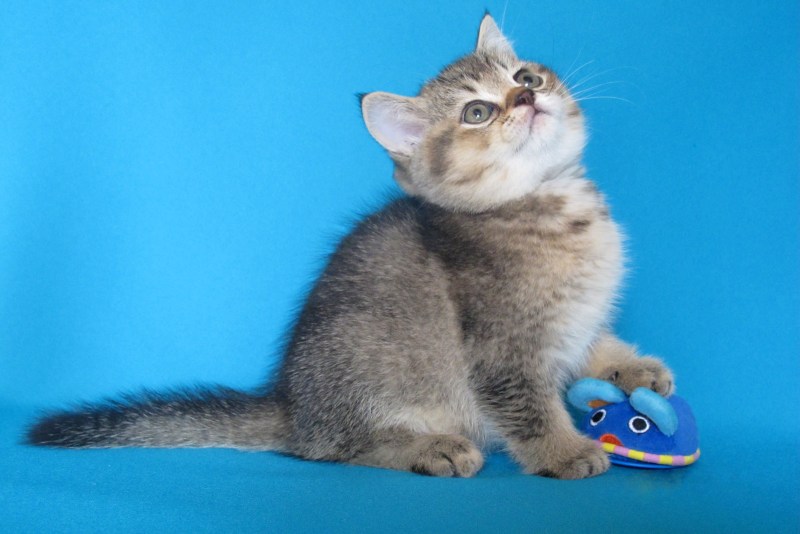 Шотландская короткошерстная шиншилла