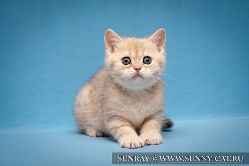 Клички для кошек для маленьких котят