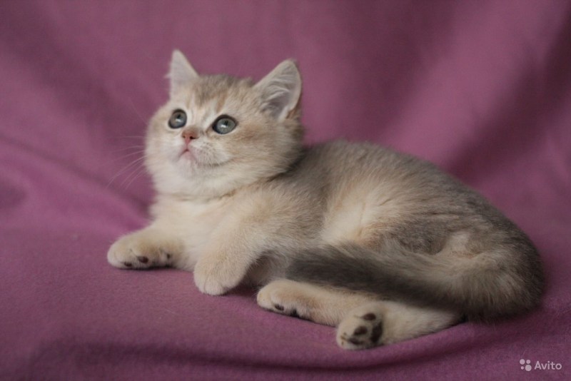 Тикированный шиншилла шотландский
