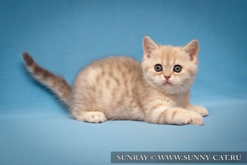 Британцы Sunray