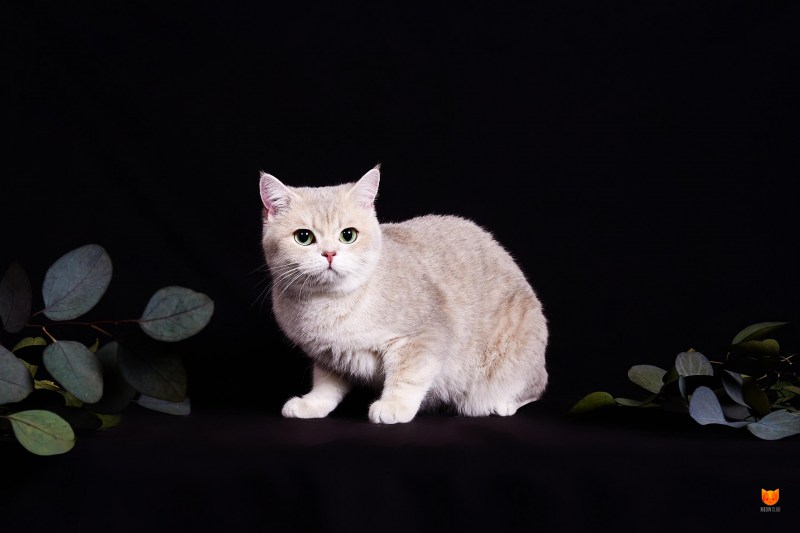 Шотландская тикированная шиншилла
