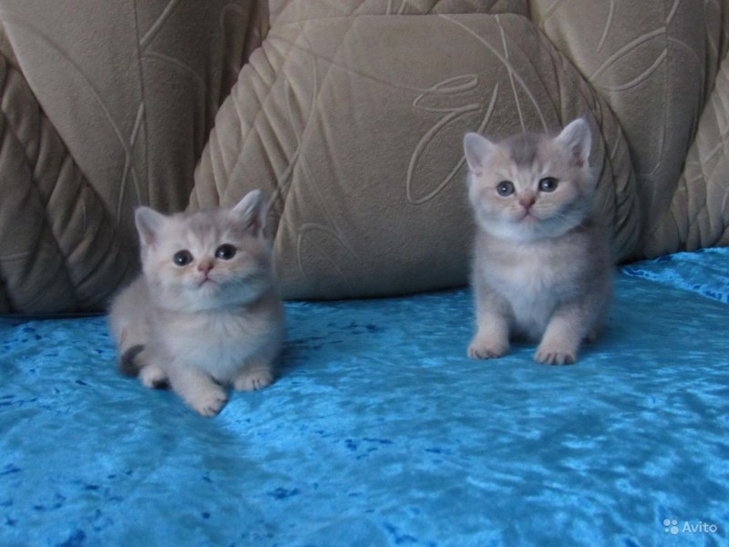 Шотландская короткошерстная шиншилла