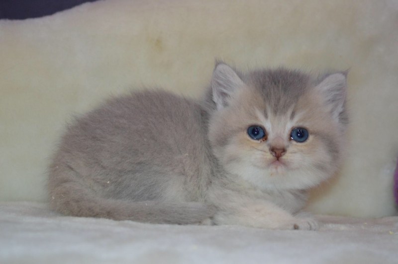 Британская кошка шиншилла голубая