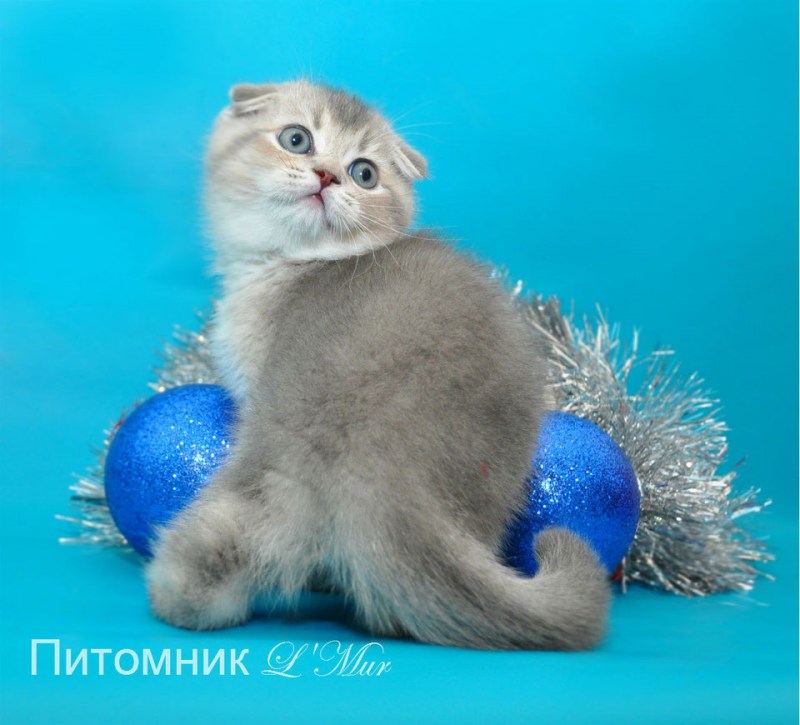 Золотой кот с голубыми глазами
