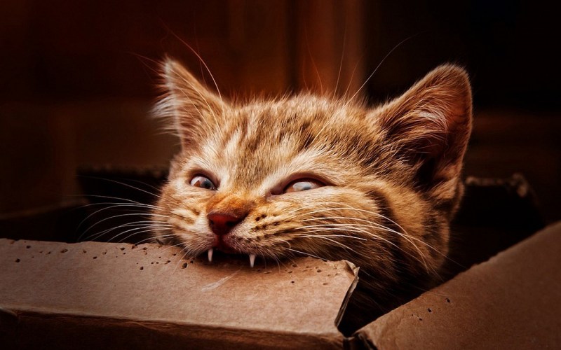 Смешной кот