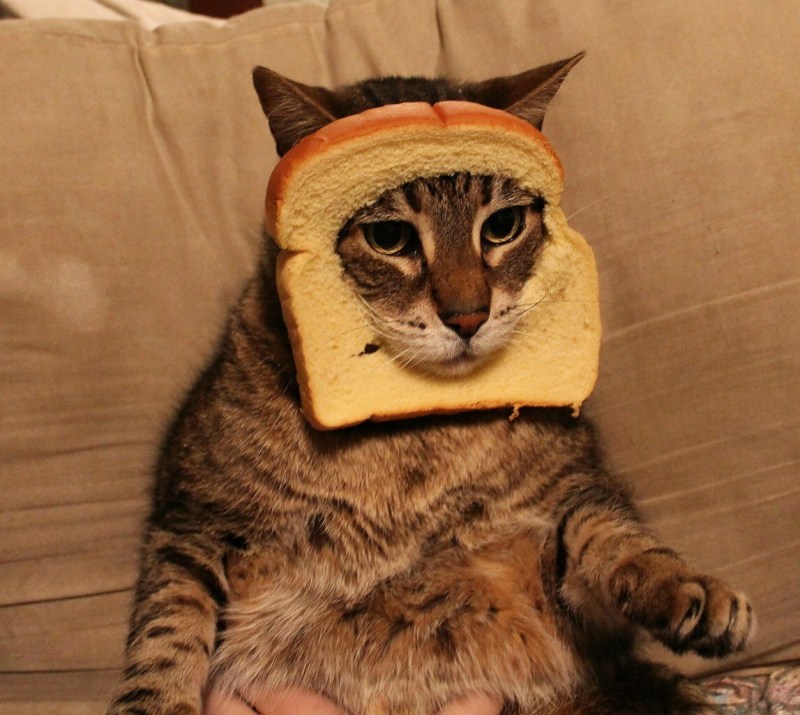 Смешной кот