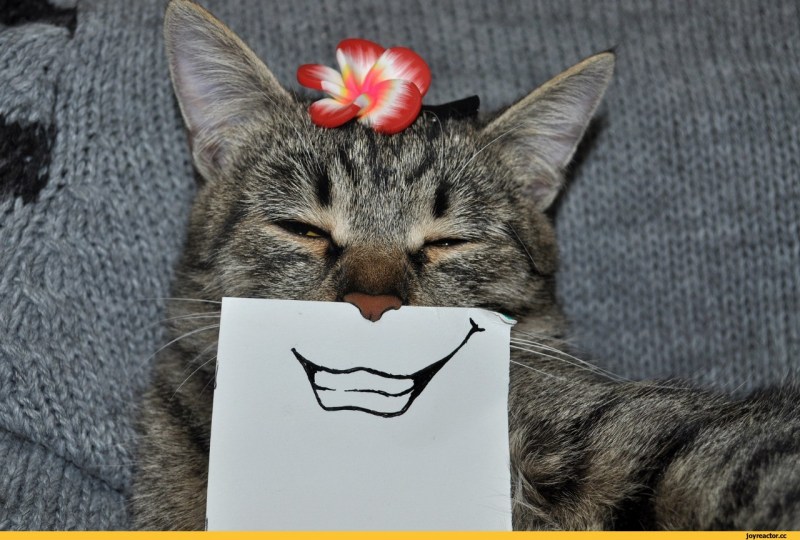 Кот с бумажкой
