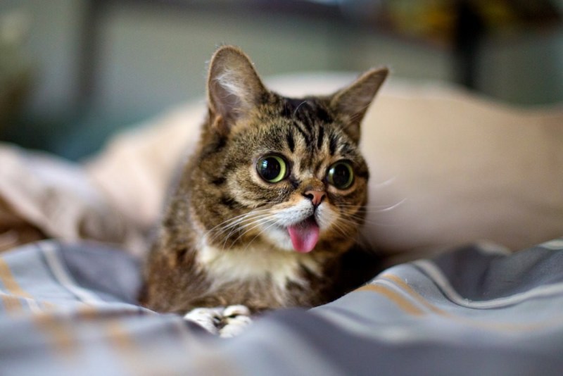 Смешные кошки
