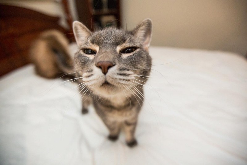Котейки смешные
