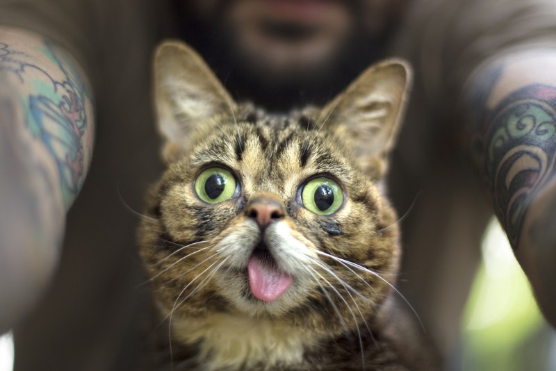 Веселые коты