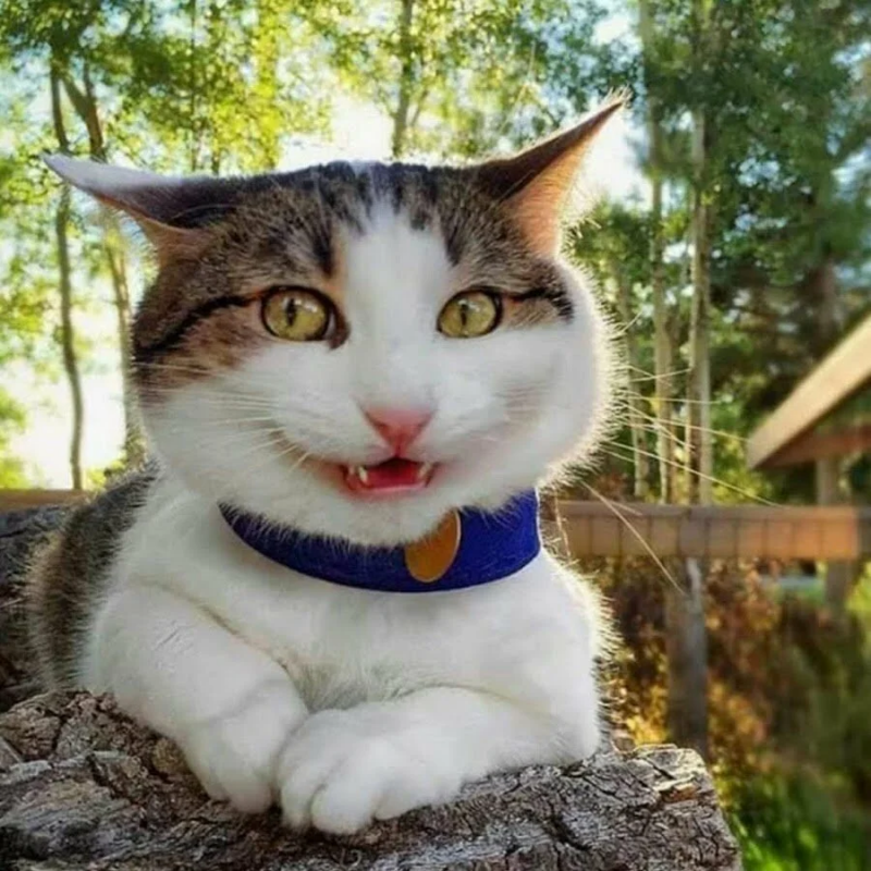Прикольные кошки