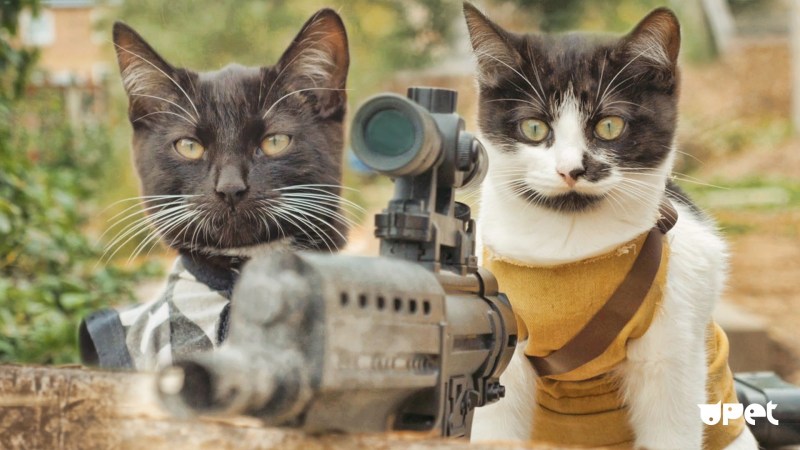 Вооруженный кот