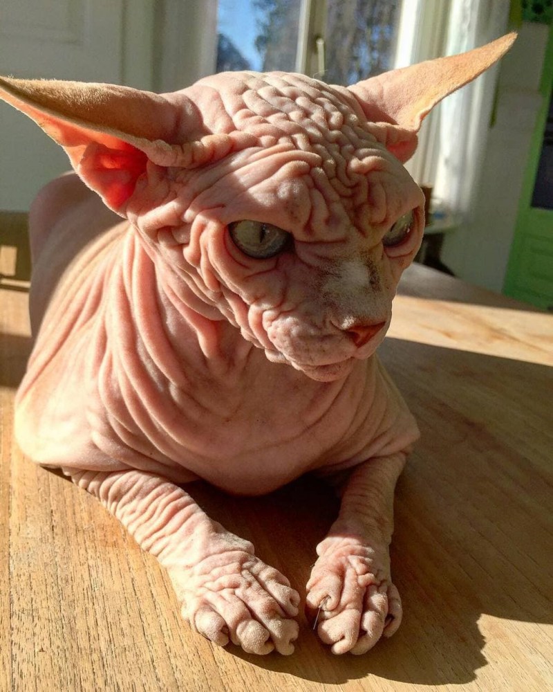 Сфинкс кошка морщинистая
