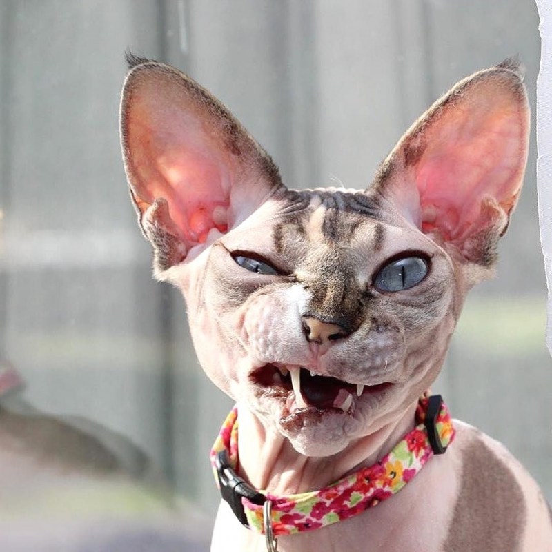 Страшные котики