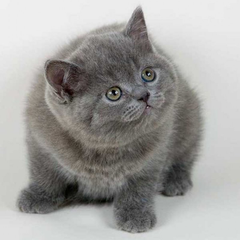 Шотландский короткошерстный кот серый