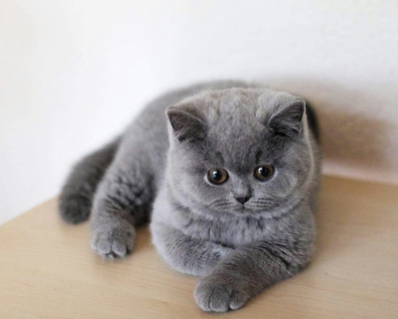 Британская короткошёрстная кошка голубая