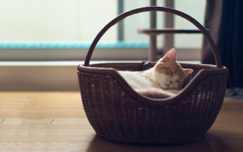 Кот в корзинке