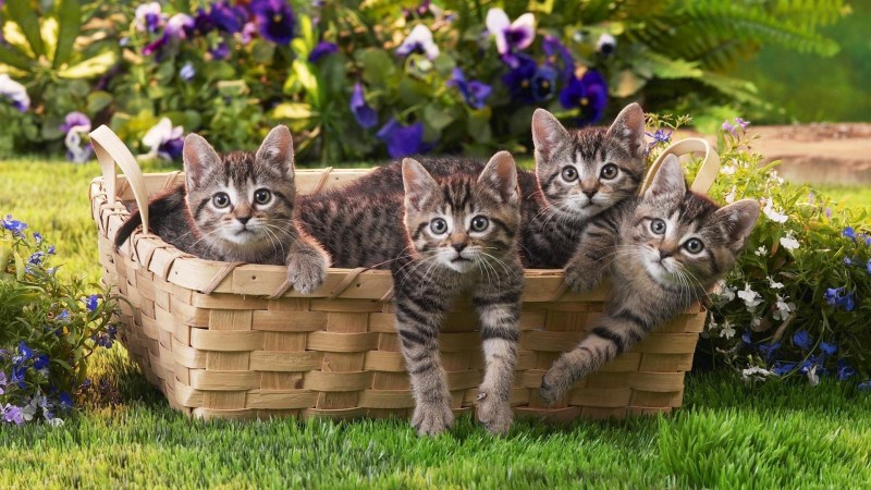 Красивые котята