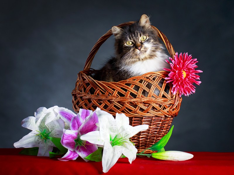 Корзинка для кошки