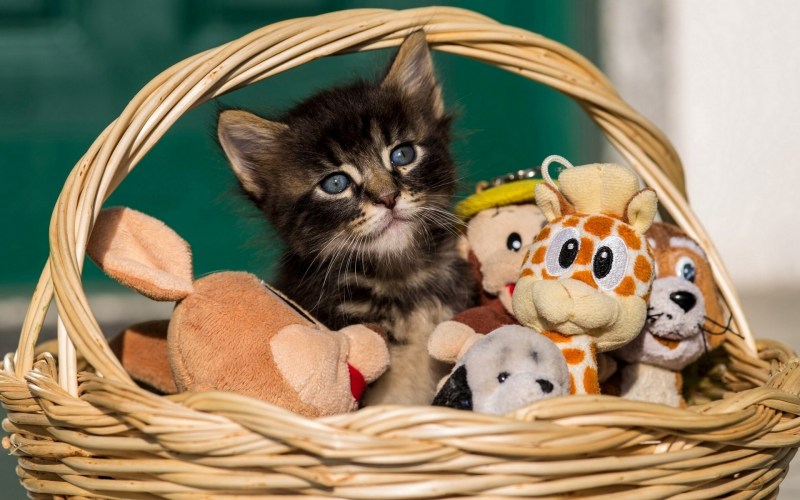 Кошка с котятами в корзинке