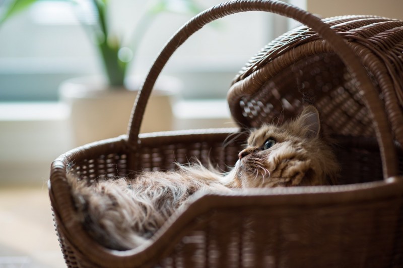 Корзинка для кошки