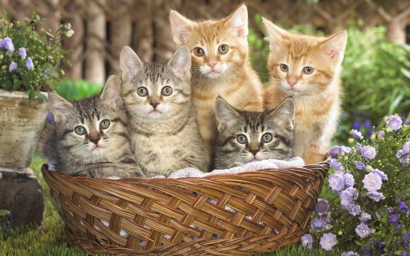 Котята в корзинке