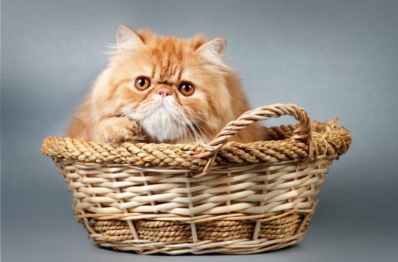 Котята в корзинке