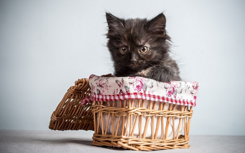 Черные котята в корзинке